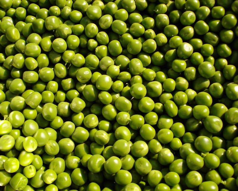 pea protein